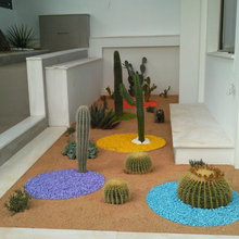 Cactus Garden