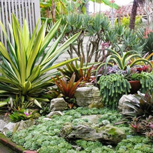 succulents
