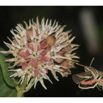 Showy milkweed with White-lined sphinx moth