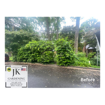 Large Tree & Bush Removal