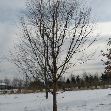 Acer (Maple)