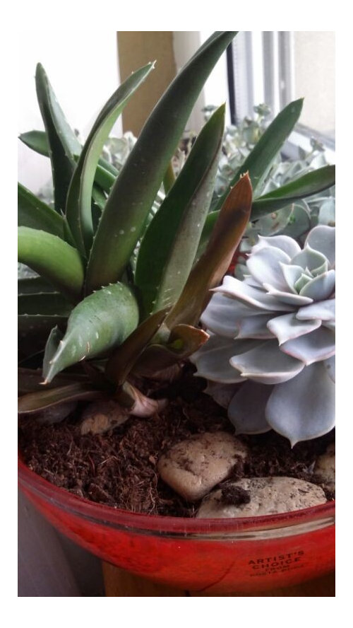 My Succulents are getting soft, wrinkled, and brown, what ...