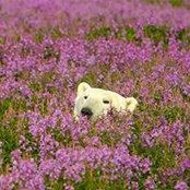 Silvia Tessitore's photo