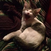 Sonya Heerema's photo