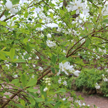PLANT ASSOCIATIONS: Trees and Shrubs