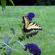 Backyard Plants