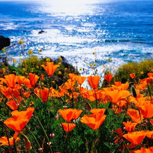 California Poppies