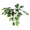 Vickerman 4' Variegated Ficus Bush