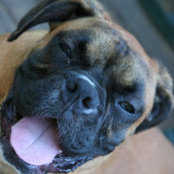 Biscuit's photo