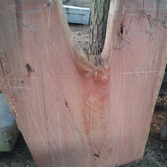 Bushtimberman