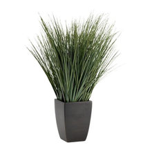 plants