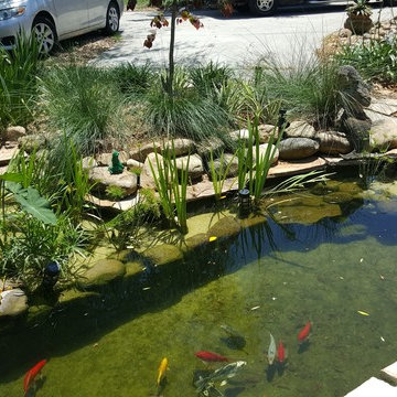 Koi Pond