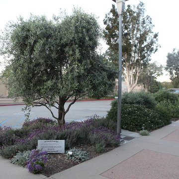 Olive Tree with Mediterranean Natives
