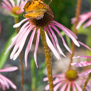 Pale Purple Coneflower