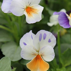 Gallery - Gardening And Lawn Care