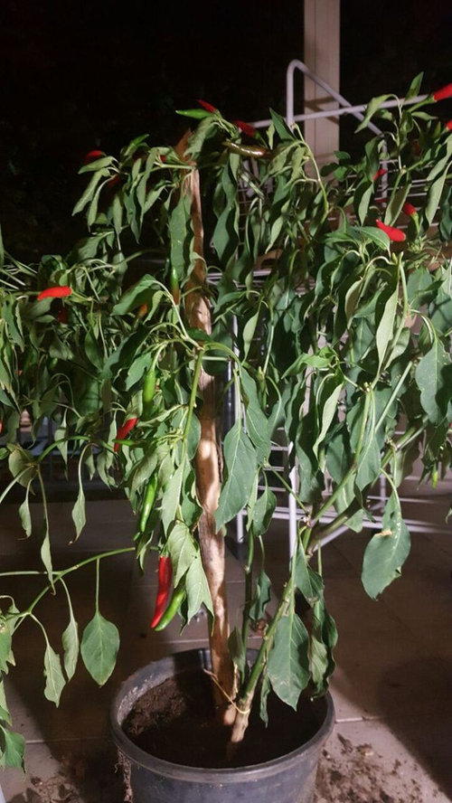 What happened to my chilli plant?
