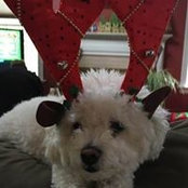 Lisa Kratz's photo