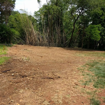Bamboo Removal