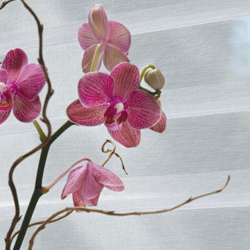 Window Sheers and Shadings