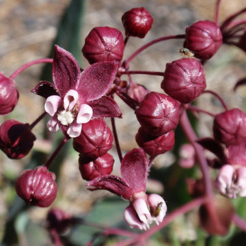 Heart leaf milkweed