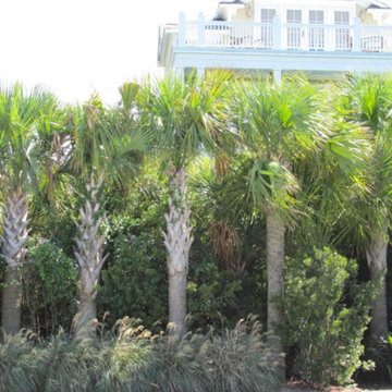 Palm Tree Gallery