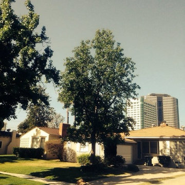 Our Tree Services