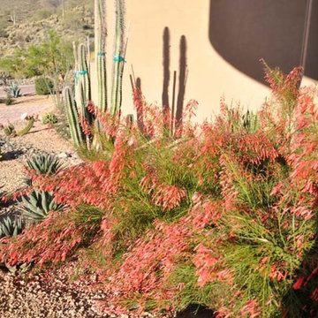Eagles Nest Desert Landscape