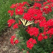 Marilyn Wilson's photo