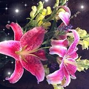Cheryl Kressly's photo