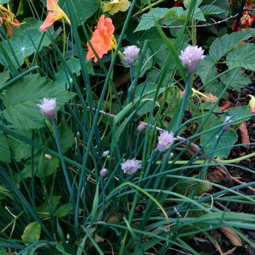 Demonstration Gardens