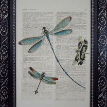 Guest Picks: Spring Dragonflies