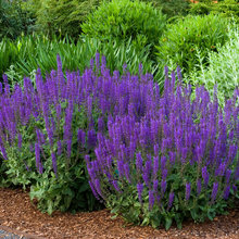 Flowers For Garden