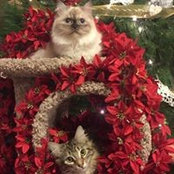 Shellie Luker Ridgway's photo