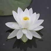 Lucille Meisner's photo