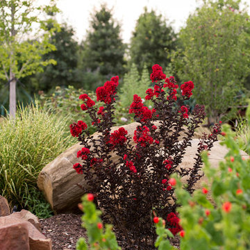 Red Black Diamond Crape Myrtle