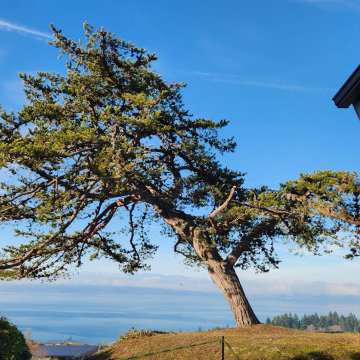 Tree Pruning