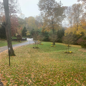 Driveway Orchard with Hawthorns and Bloodgood Maples
