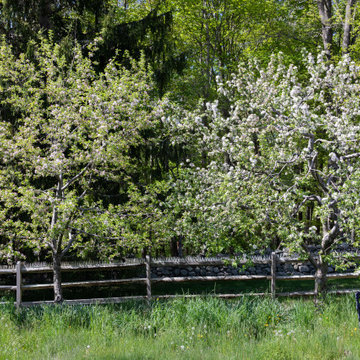 Country Fruit Tree Pruning
