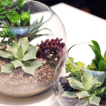 terrarium
