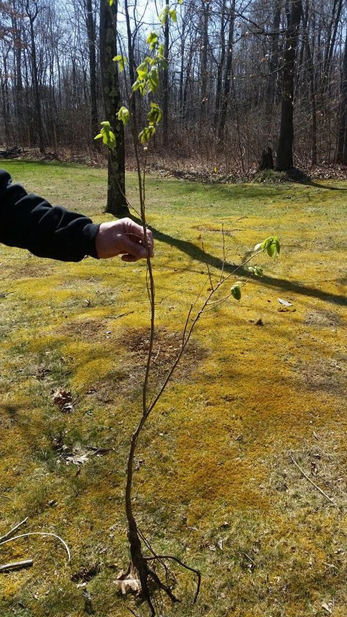 tree identification help