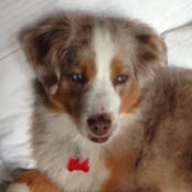 Bruce Gendelman's photo