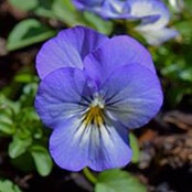 Debora Calderon's photo