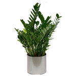 Scape Supply - Live 3' Zamioculcas Zamiifolia (ZZ) Package, Chrome - The Zamioculcas Zamiifolia is often referred to as the ZZ Plant due to its wild sounding name.  This thicker ZZ package includes a 16 inch commercial quality plastic planter that stands between 36-40 inches tall.  The ZZ plant at this size has taller branches that will eventually open out as the plant grows (over a year).  The leaves are a lovely rounded shape that are thicker and more plump than most.  The ZZ  is very hearty, requiring less water  and can handle areas of low light.  This package goes well with any interior design style and definitely brings an interesting look to your individual aesthetic.  It has become a very popular plant in the last couple of years and is nice option for a medium sized foliage for your home.