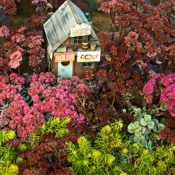 Sedum