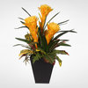 Colorful Tropical Bromelia Plants in a Metal Container