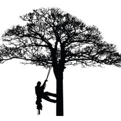 Johnson’s Tree Service