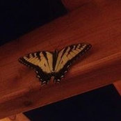 Debbie Barton's photo