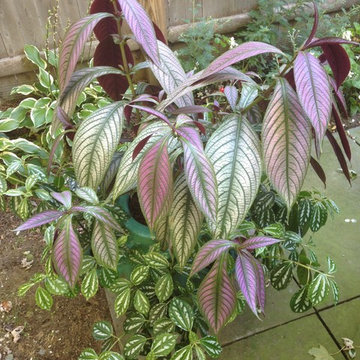 container gardens