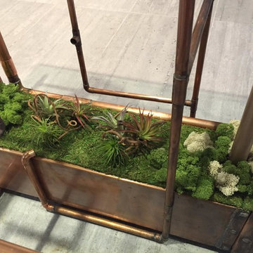 Moss and Air Plants