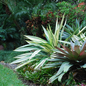 Bromeliads